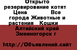 Открыто резервирование котят › Цена ­ 15 000 - Все города Животные и растения » Кошки   . Алтайский край,Змеиногорск г.